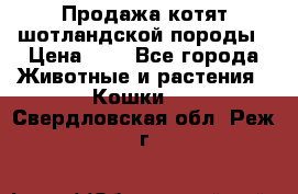 Продажа котят шотландской породы › Цена ­ - - Все города Животные и растения » Кошки   . Свердловская обл.,Реж г.